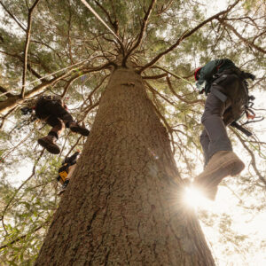 Canopy Expedition