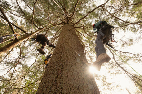 Canopy Expedition